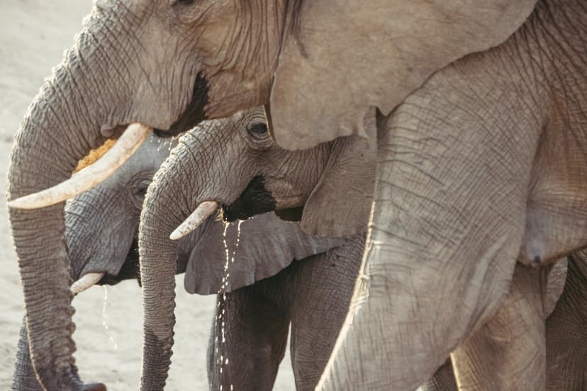 Water for Wildlife on Matetsi Private Game Reserve