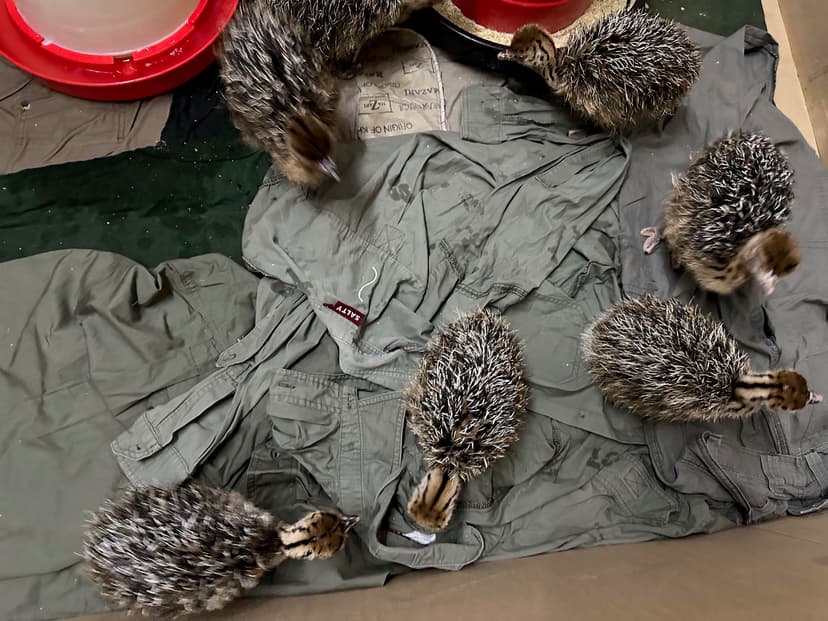 Little Ostriches, Big Impact