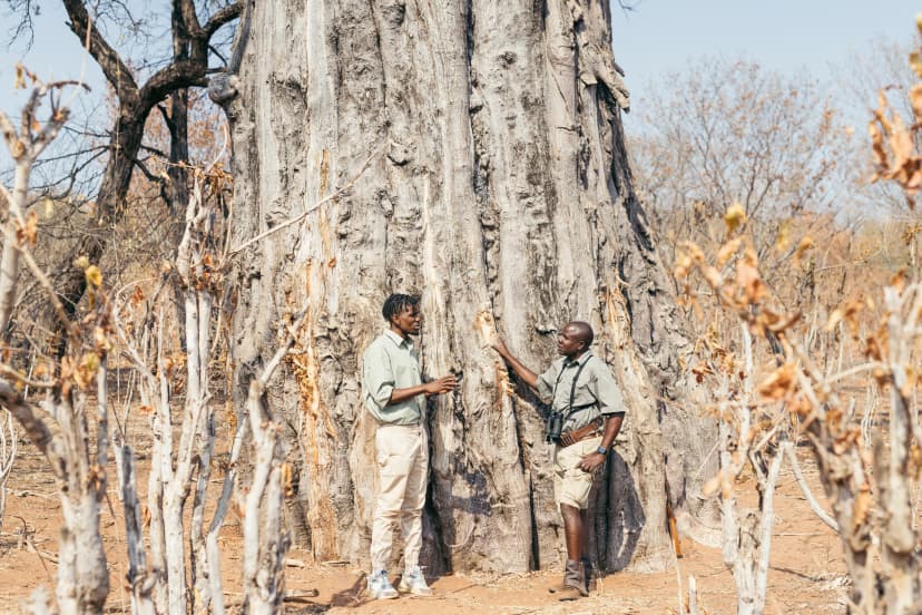 Protecting Trees to Preserve the Matabeleland North Ecosystem
