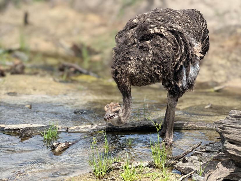 Wild Wings Rising: an update on Matetsi's Ostriches