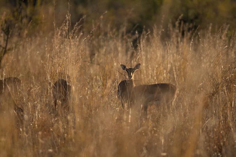 Proactive Protection: Impala Translocation