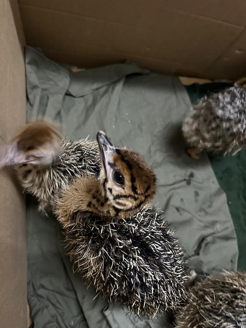 Ostrich Breeding and Reintroduction