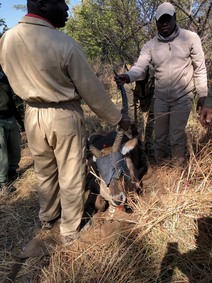 Conservation in Action: Matetsi's Waterbuck Story