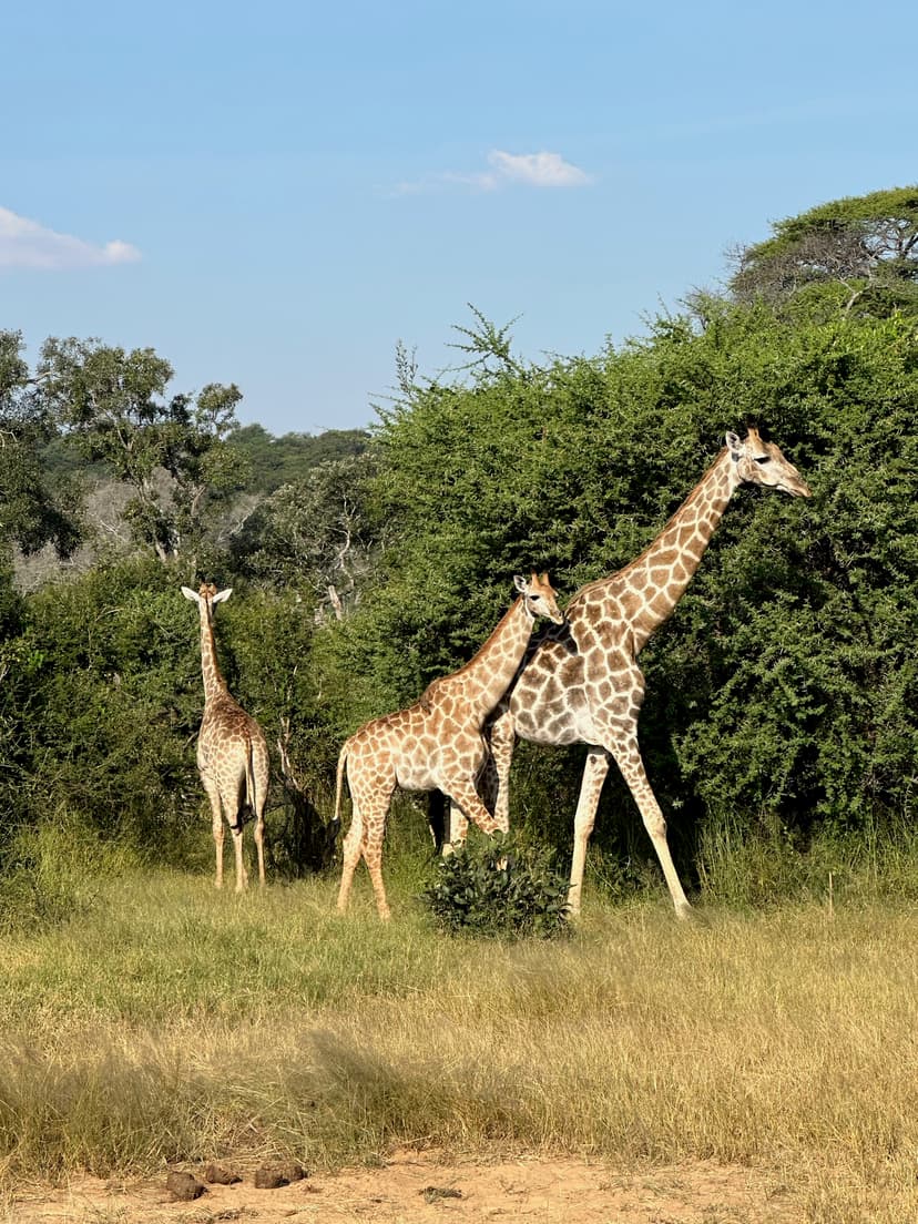 Matetsi Sanctuary: Regenerating Wildlife Through Positive Human Presence