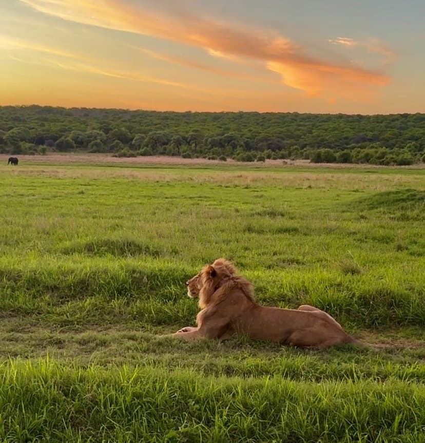 Tracking Rocky and Ruby: Lion Research Project