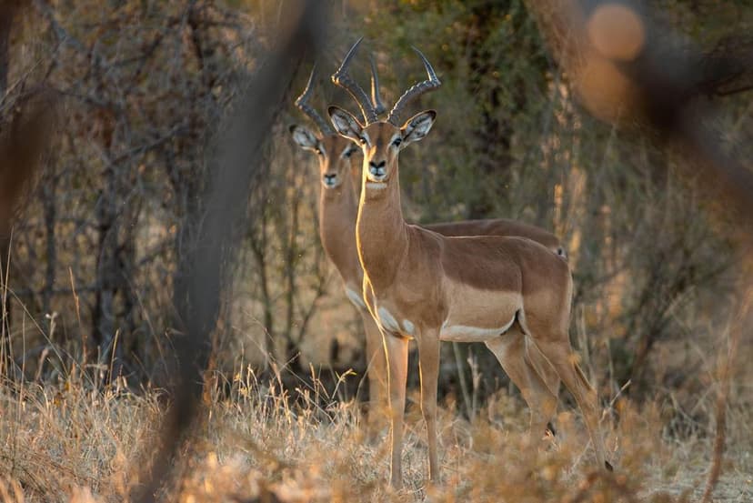 Proactive Protection: Impala Translocation