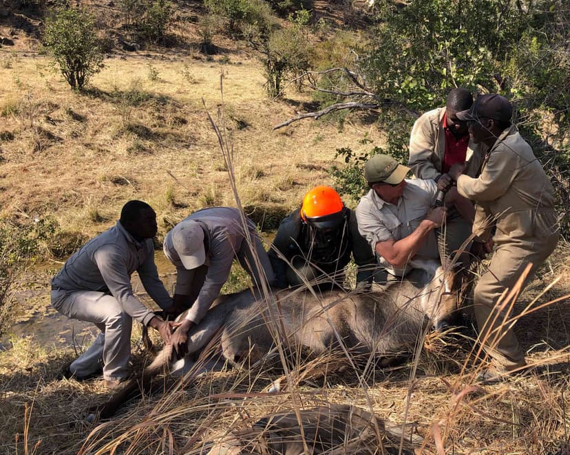 Conservation in Action: Matetsi's Waterbuck Story