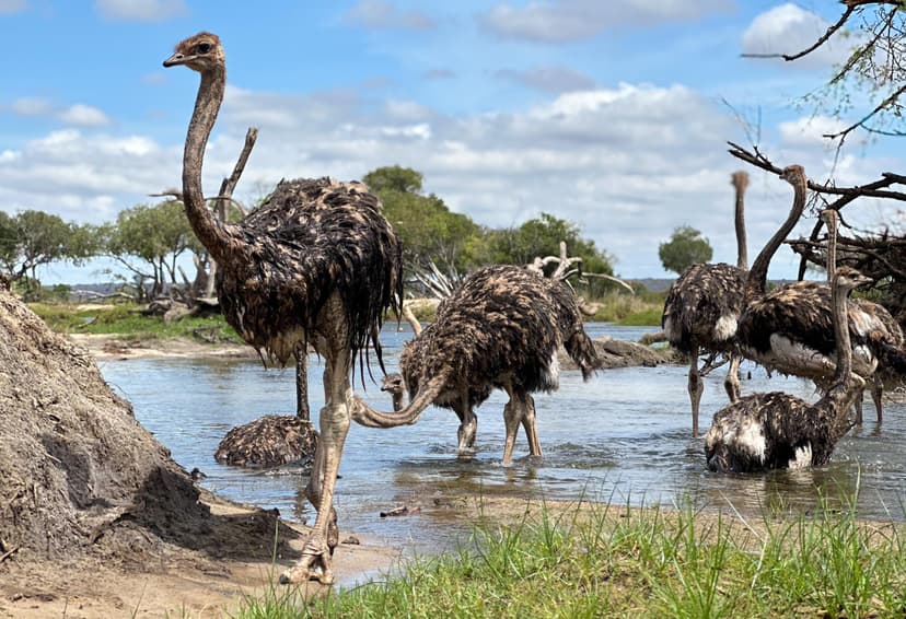 Monde Ostrich Breeding and Conservation Initiative