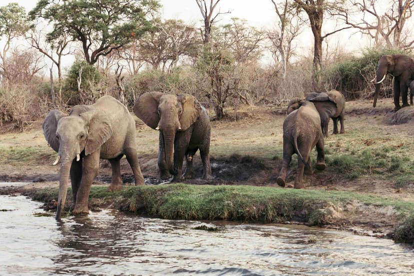 Tracking Heroes: Matetsi's Elephant Save