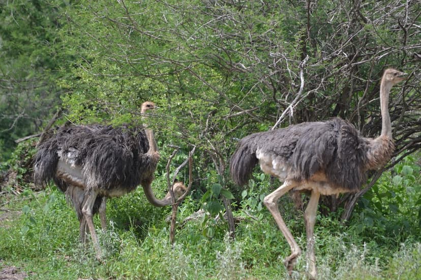 Wild Wings Rising: an update on Matetsi's Ostriches