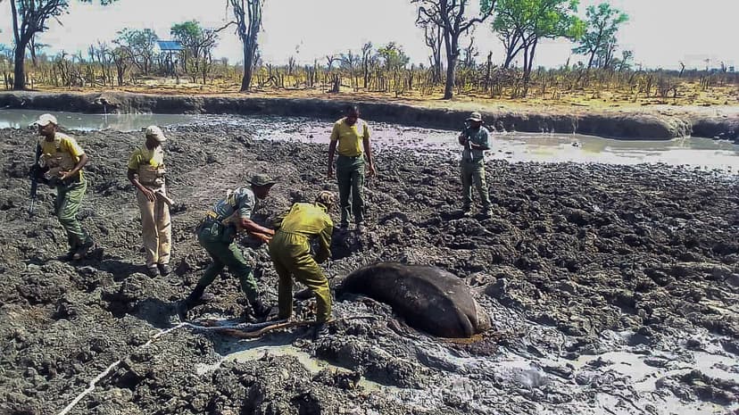 Amaganyane's Grit: Buffalo Rescue from the Deep